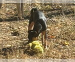 Small Photo #5 Chihuahua-Unknown Mix Puppy For Sale in Fort Collins, CO, USA