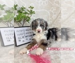 Small #1 Bernedoodle (Miniature)