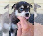 Puppy 5 Pomsky