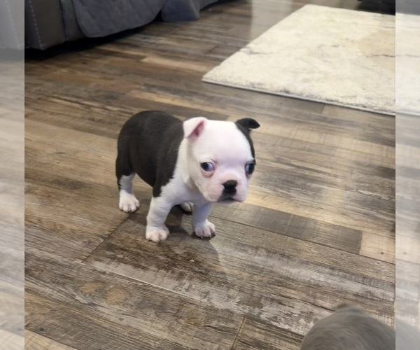 Medium Photo #9 Boston Terrier Puppy For Sale in FREDONIA, KS, USA