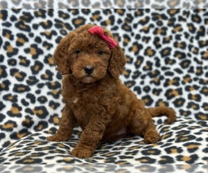 Goldendoodle (Miniature) Puppy for sale in LAKELAND, FL, USA