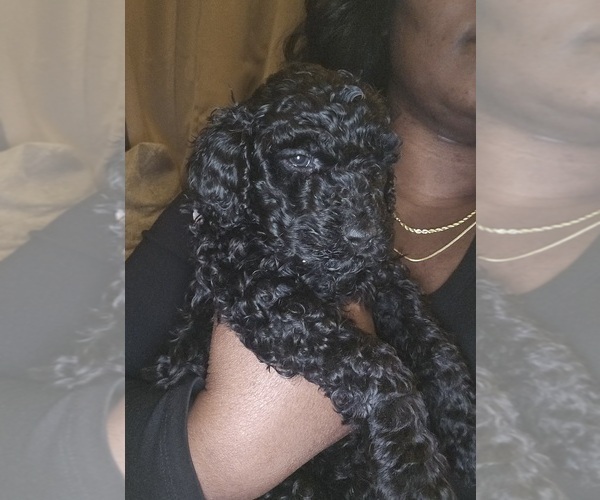 Medium Photo #2 Poodle (Standard) Puppy For Sale in MILWAUKEE, WI, USA
