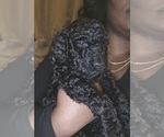 Small #1 Poodle (Standard)