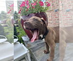 Small #4 Labrador Retriever Mix
