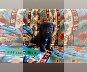 Labrador Retriever-Unknown Mix Dogs for adoption in Duluth, MN, USA