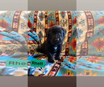 Small Labrador Retriever Mix