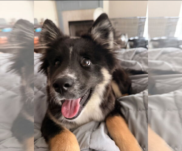 Medium Photo #1 German Shepherd Dog-Siberian Husky Mix Puppy For Sale in Oakhurst, NJ, USA