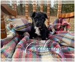 Small Photo #5 Schnoodle (Miniature) Puppy For Sale in NIANGUA, MO, USA