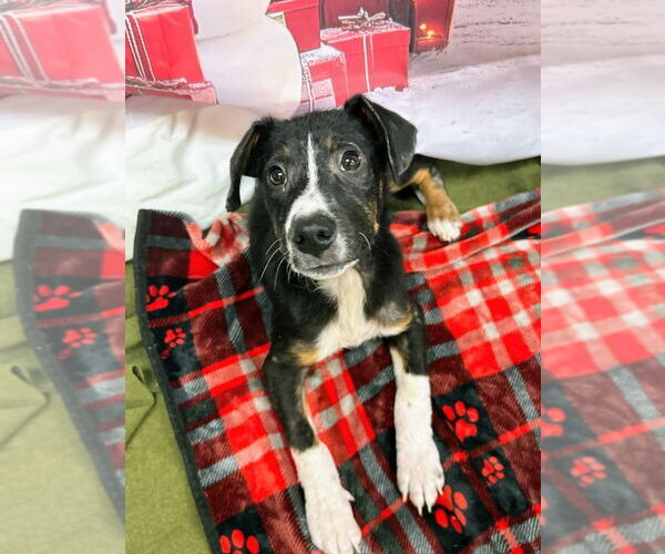 Medium Photo #1 Mutt Puppy For Sale in Bryant, AR, USA