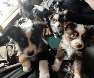 Miniature Australian Shepherd Puppy for Sale in AUSTIN, Minnesota USA