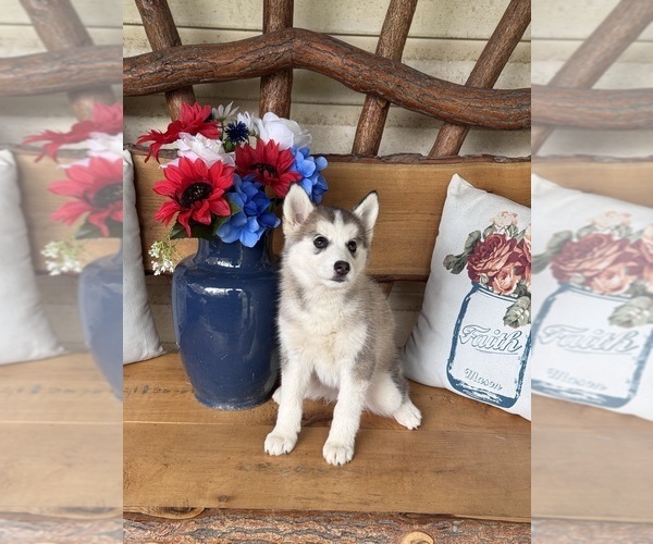 Medium Photo #3 Pomsky Puppy For Sale in VENUS, PA, USA