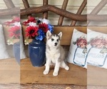 Small #2 Pomsky