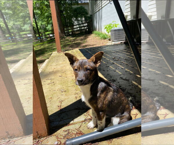 Medium Photo #2 Dachshund-Unknown Mix Puppy For Sale in Ball Ground, GA, USA