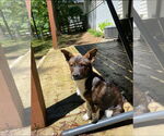 Small #1 Dachshund Mix