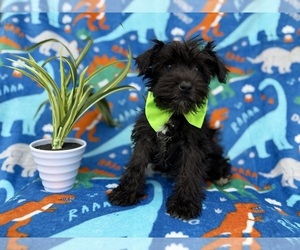 Schnauzer (Miniature) Puppy for sale in LAKELAND, FL, USA