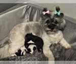 Litter of 5 - Male(s) and Female(s) Shih-PooLitter of Puppies for Sale - Photo #7