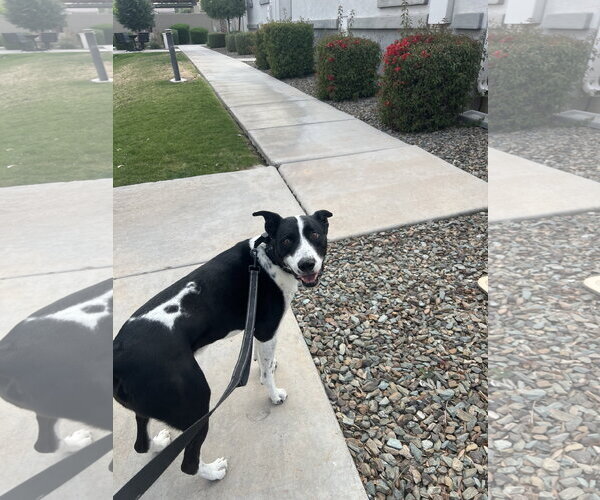 Medium Photo #3 Pointer-Unknown Mix Puppy For Sale in Chandler, AZ, USA