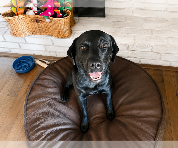 Medium Photo #2 Labrador Retriever Puppy For Sale in Clovis, CA, USA