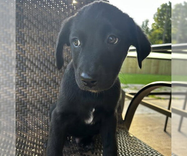 Medium Photo #1 Labrador Retriever-Unknown Mix Puppy For Sale in Sterling, MA, USA