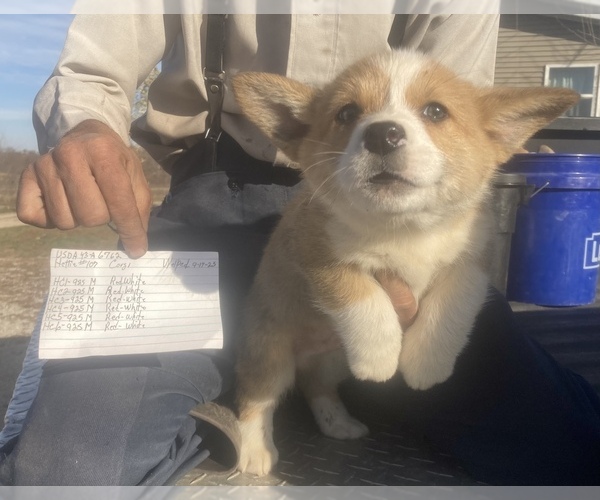 Medium Photo #2 Pembroke Welsh Corgi Puppy For Sale in CONWAY, MO, USA
