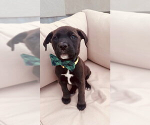 Mutt Dogs for adoption in Sandy, UT, USA