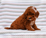 Small #4 Cavapoo-Poodle (Toy) Mix