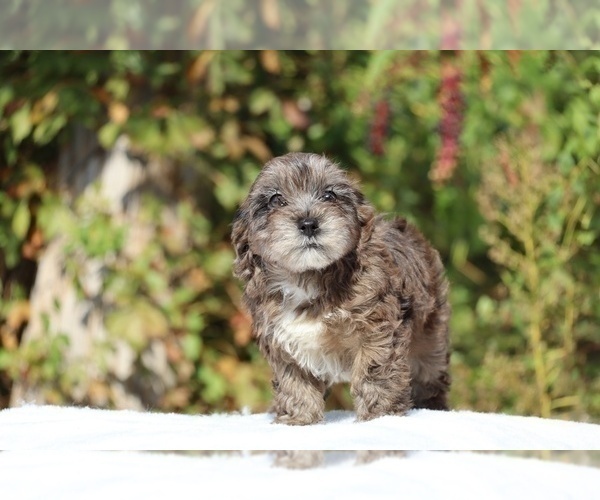 Medium Photo #39 ShihPoo Puppy For Sale in DYERSBURG, TN, USA