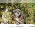 Small #38 ShihPoo