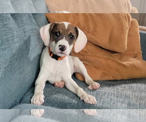 American Pit Bull Terrier-Unknown Mix Dogs for adoption in Chester, VA, USA