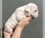 Small Photo #29 English Bulldog Puppy For Sale in EVEREST, KS, USA