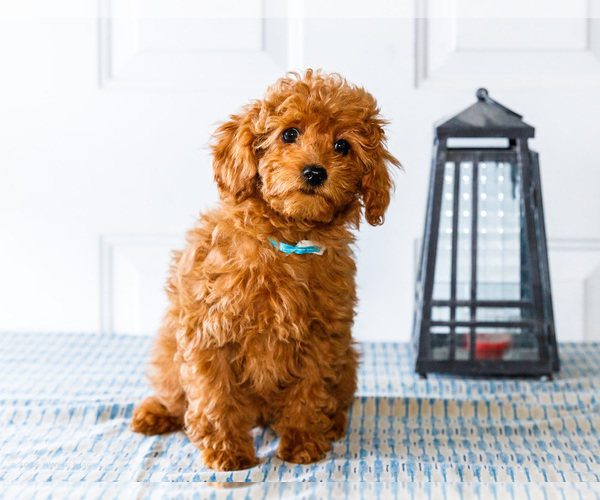 Medium Photo #13 Poodle (Toy) Puppy For Sale in WAKARUSA, IN, USA