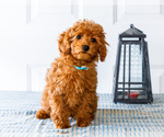 Small Photo #13 Poodle (Toy) Puppy For Sale in WAKARUSA, IN, USA