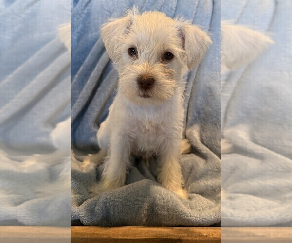 Medium Photo #7 Schnauzer (Miniature) Puppy For Sale in FLAT ROCK, AL, USA