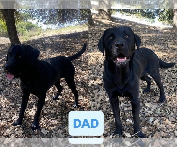 Medium Photo #1 Labrador Retriever Puppy For Sale in SAN JOSE, CA, USA