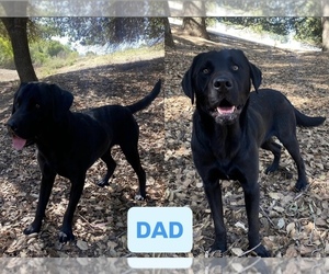 Father of the Labrador Retriever puppies born on 10/18/2026