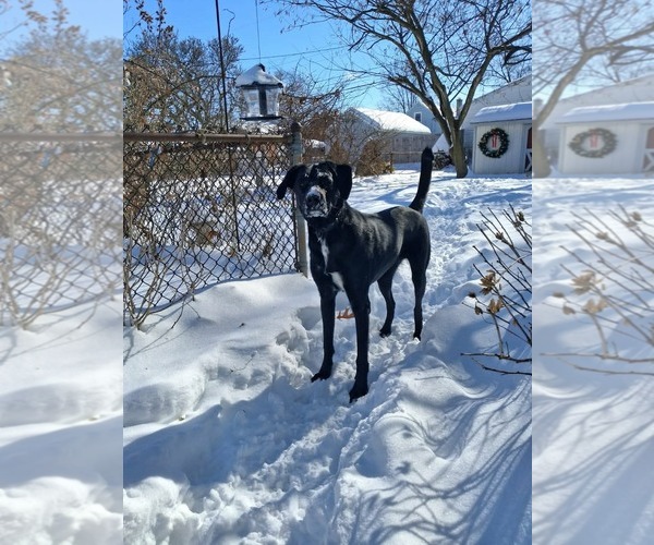 Medium Photo #6 Mutt Puppy For Sale in Germantown, OH, USA