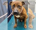 Small Bulldog Mix