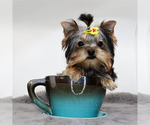Small #1 Yorkshire Terrier