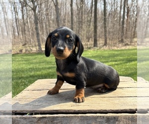Dachshund Puppy for Sale in MIDDLEBURY, Indiana USA
