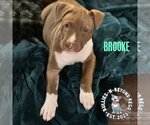 Small Photo #12 American Staffordshire Terrier-Unknown Mix Puppy For Sale in Omaha, NE, USA
