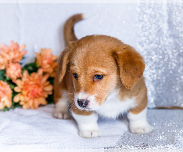 Medium Photo #12 Dorgi Puppy For Sale in WAKARUSA, IN, USA