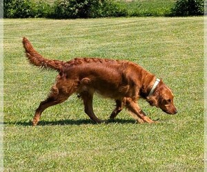 Mother of the Golden Retriever puppies born on 01/12/2026