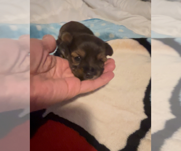 Medium Photo #1 Morkie-Shih Tzu Mix Puppy For Sale in VIRGINIA BEACH, VA, USA