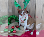Small #1 American Pit Bull Terrier Mix