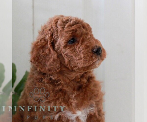 Medium Photo #3 Goldendoodle (Miniature) Puppy For Sale in LANCASTER, PA, USA