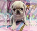 Small Photo #4 Pug Puppy For Sale in Abilene, KS, USA