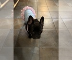Small Photo #73 French Bulldog Puppy For Sale in LAS VEGAS, NV, USA