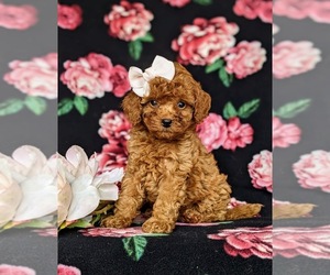 Medium Cavapoo