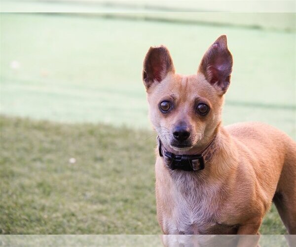 Medium Photo #8 Chipin Puppy For Sale in phoenix, AZ, USA