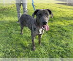 Small Catahoula Leopard Dog Mix
